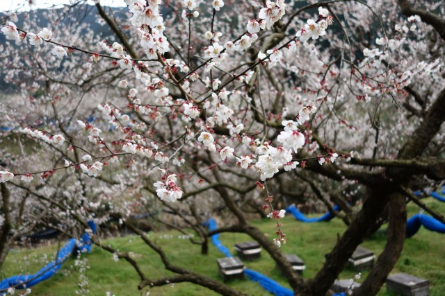 DSC01800