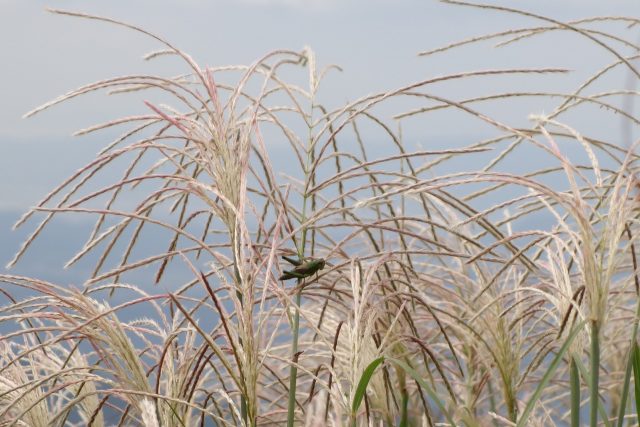 DSC02629_1